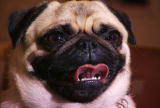 What's To Love: Pug