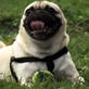 Petfinder: Outdoor Activities
