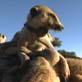 Meerkat Manor: In Tribute to Flower