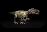 Mammals Vs. Dinos: T Rex Maturation