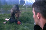 Bear Feeding Frenzy: A Grizzly Attack