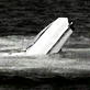 How to Survive: Submerged Car