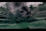 Animal Battlegrounds: Adelie Penguins vs Leopard Seal