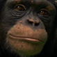 Extraordinary Animals: Chimpan-Genius