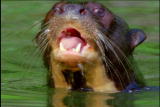 Fooled by Nature: Sea Otters - Hunting Co-ops