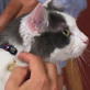 Petfinder: Relaxing at the Vet