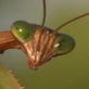 Nature's Perfect Predators: Praying Mantis