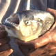 Planet Earth: Freshwater