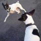 Bissell Pet Games Week 3: My dogs playing
