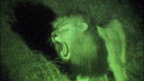 Night: Sneak Peek