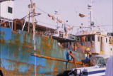 Paradise for Predators: Sharks of Palau: Shark Finning