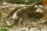 What's To Love: Devoted Komodo Dragon