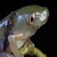 The Vanishing Frog: Frog Hunting at Night