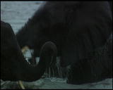 Bandits of Selous Shorts: Selous Rafiji River
