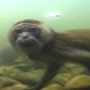 Planet Earth: Freshwater: Macaques