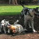 Pet Training: Dog Park
