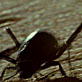 Survival of the Sand Creatures: Life in the Namib