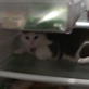 Bissell Pet Games Week 5: Winnie training for the Winte ...
