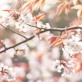 Discovery Atlas: Japan: Cherry Blossom