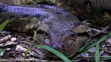 Untamed and Uncut: Anaconda Attacks TV Host
