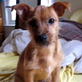 Bissell Pet Games Week 1: Pancake's Head Tilt
