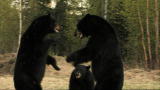 Animal Planet Screening Room: Stranger Among Bears