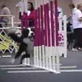 AKC/Eukanuba: Agility Championship