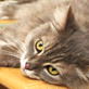 Petfinder: Help for Spraying And Marking