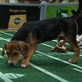 Puppy Bowl II: Puppies Playing