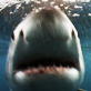 Shark Bites: South America Shark Attack