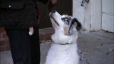 It's Me or the Dog: Socializing Stains