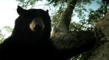 Stranger Among Bears: Bitten By a Mother Bear!