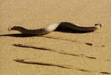 What's To Love: Sidewinder Snake