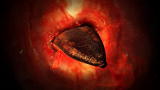 Monsters Inside Me: Parasite Nests In Lungs