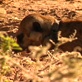 Meerkat Manor: The Enemy Within