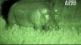 Night: Don't Mess With a Mother Hippo