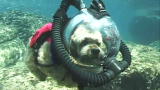 Most Outrageous: Scuba Diving Pets