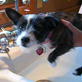Bissell Pet Games Week 7: Molly Swimming Above Water