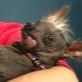 World's Ugliest Dog: Classic Archie