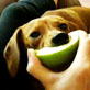 Bissell Pet Games Week 8: Maybe and Surely eating apples