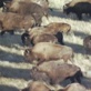Planet Earth: Plains The Bison Return