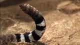 Time Warp: Rattlesnake Rattler