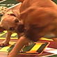 Puppy Bowl III: Boxer Havoc