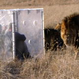 Lion Feeding Frenzy: Close to the Kill