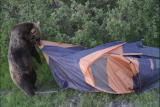 Bear Feeding Frenzy: Campsite Bear Attack