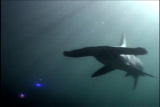 Fooled by Nature: Hammerhead Shark: Hunting Methods