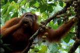 Fooled by Nature: Orangutan Navigators