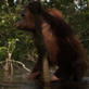 Orangutan Island: Yeyen and Chen Chen