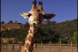 Growing Up Giraffe: Giraffe