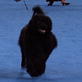 AKC/Eukanuba: Spencer the Portuguese Water Dog